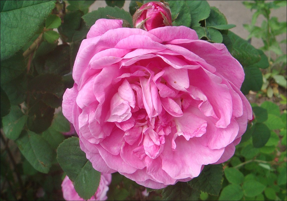 Пышная роза и скромный бутон - Нина Корешкова