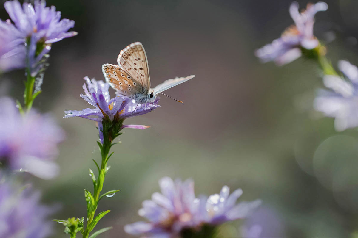 Моя послушная бабочка - Елена Ахромеева