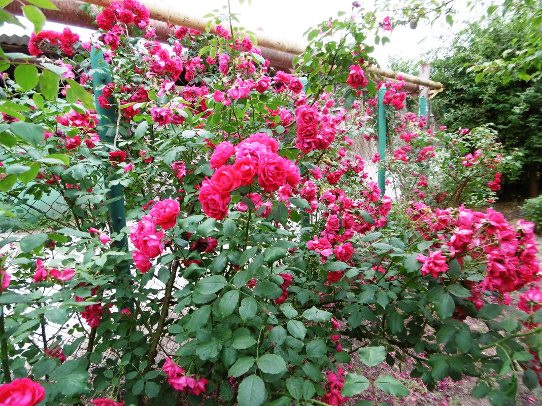 Розы на заборе - татьяна 