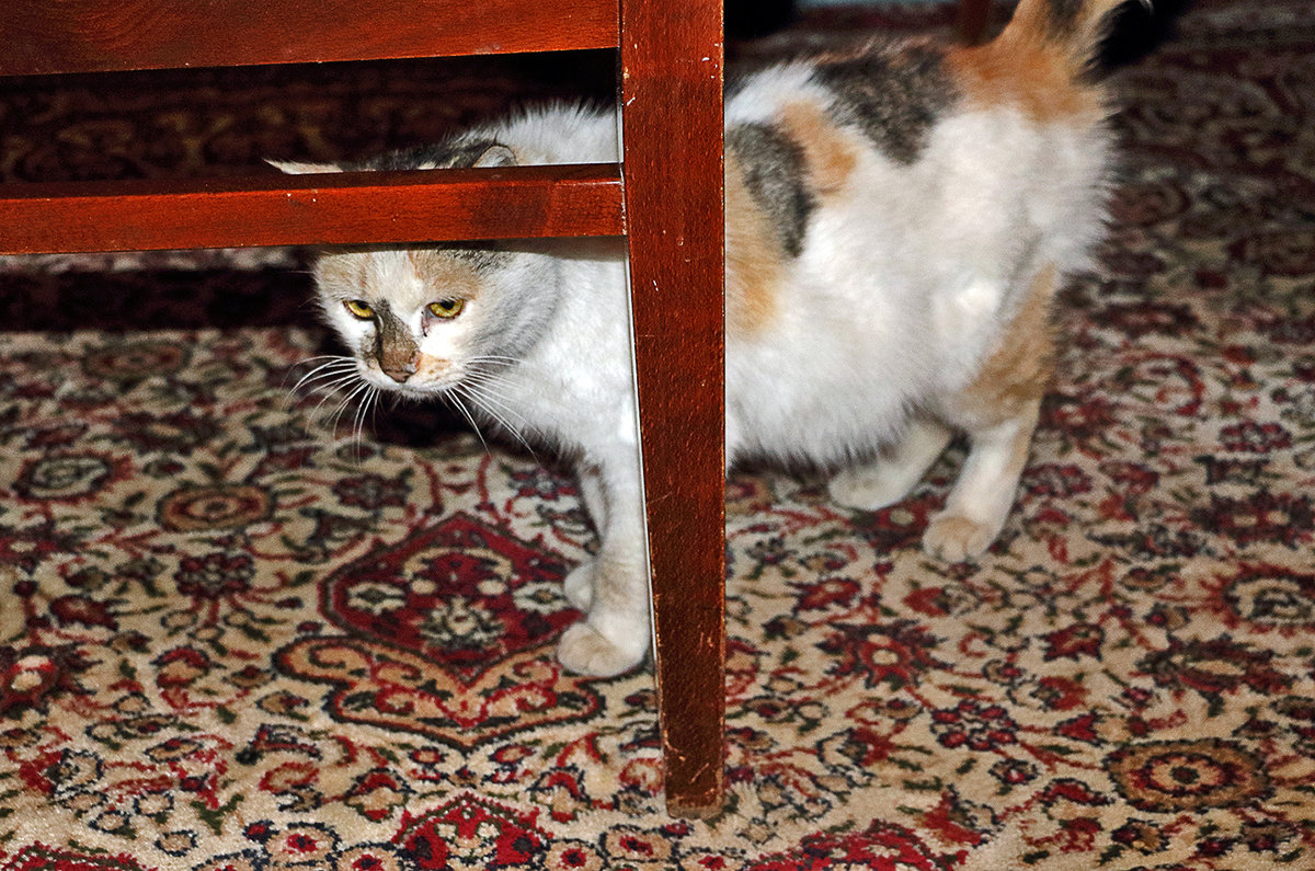 Трехцветная кошка забрела к нам в гости - Светлана 