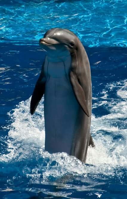 делфин....красавец!!!!! - Dori 