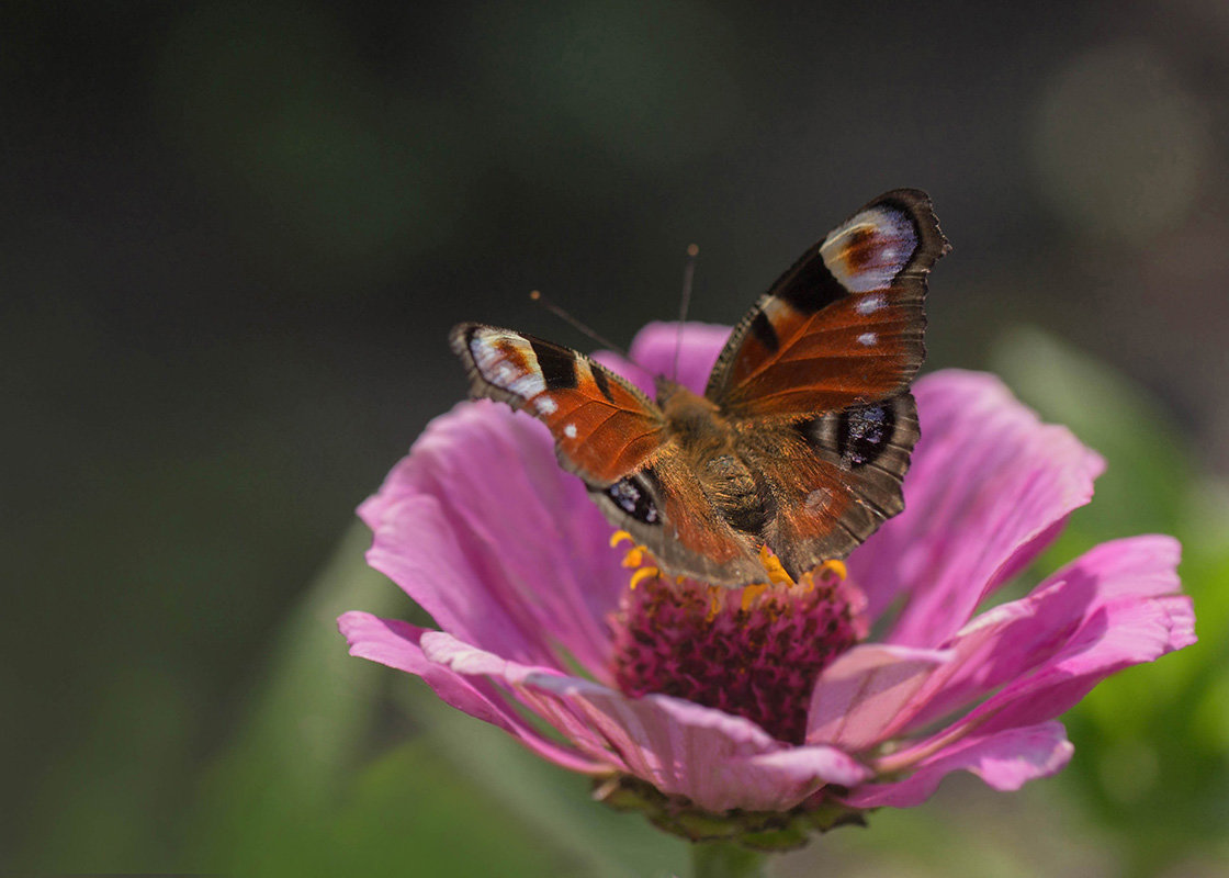 Бабочка и цветок - Елена Ахромеева
