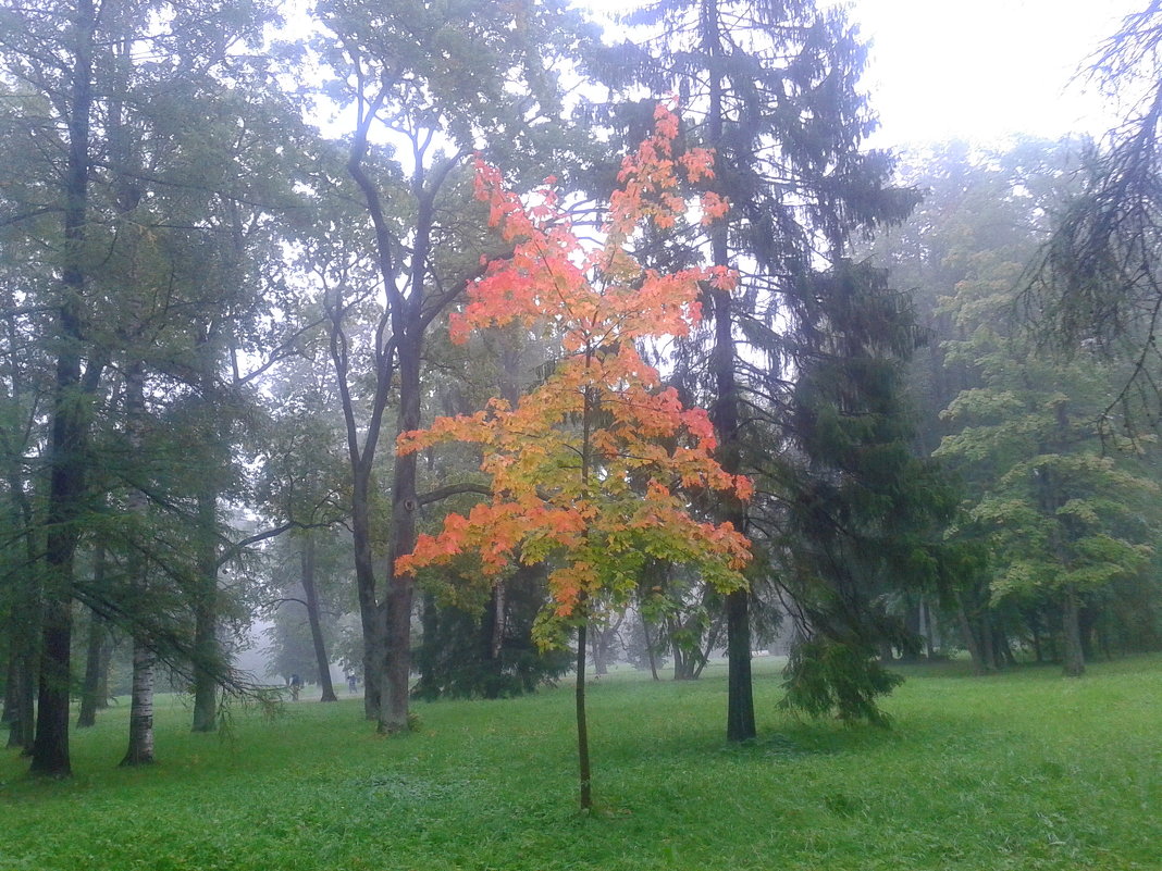 Осенний туман - Сапсан 