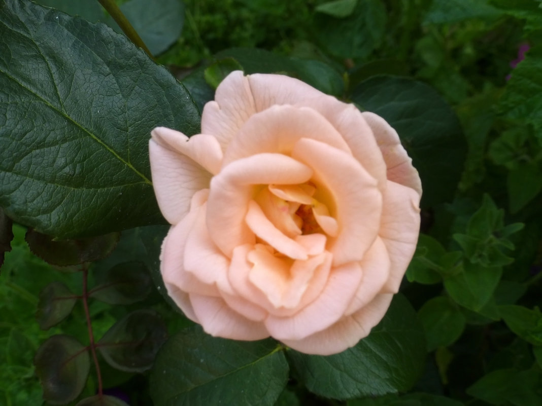 Роза в сентябре - Наиля 