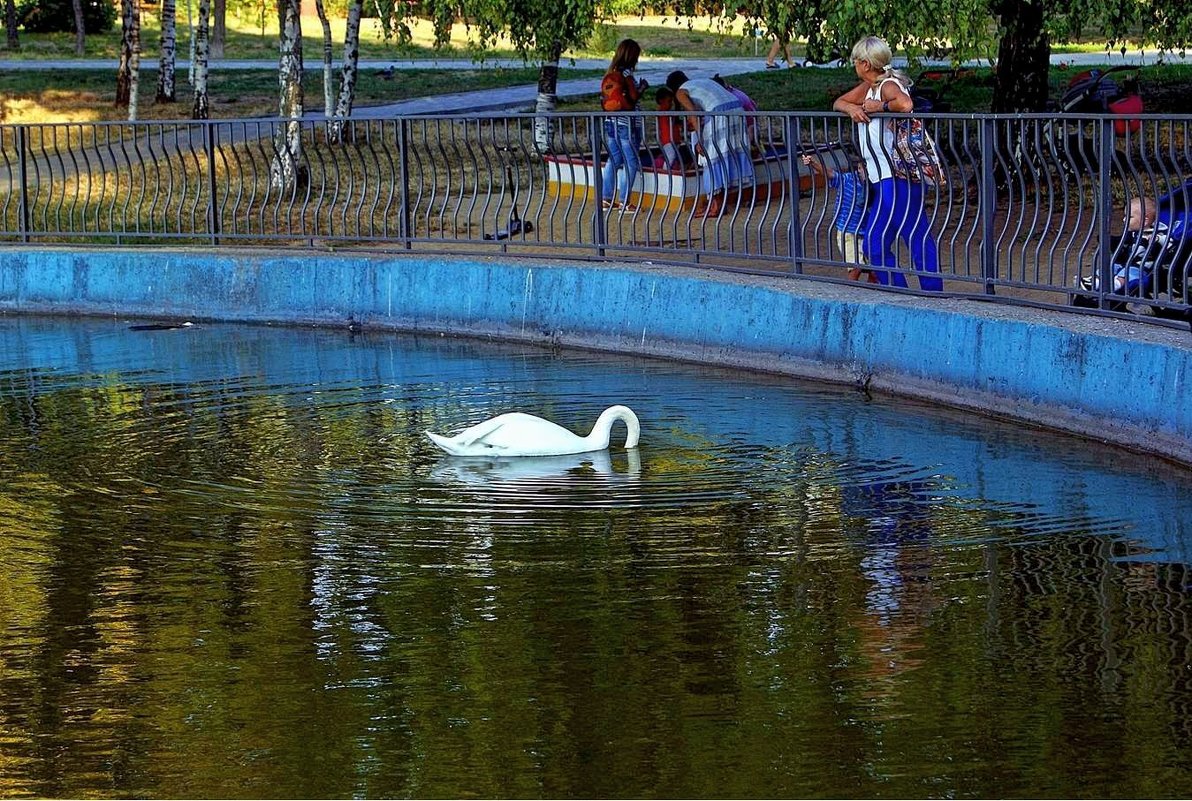 лебедь на пруду - Александр Корчемный