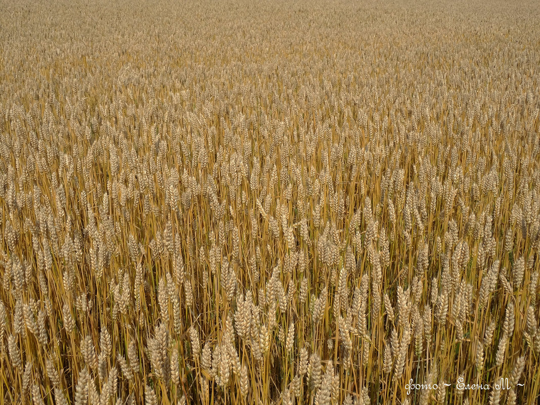 Хлебное поле - ~ Елена М ~