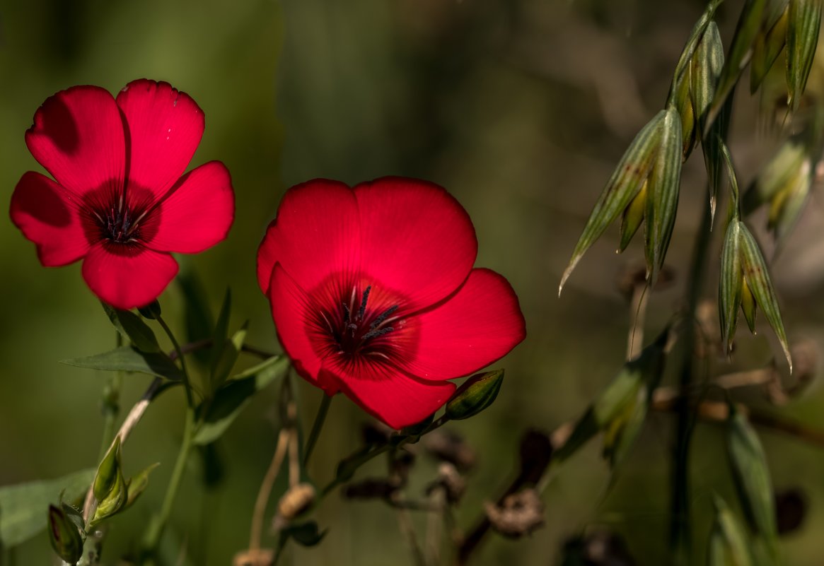Красные цветы - Светлана Щербакова