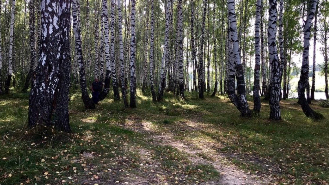 В березняке - Наталья Маркелова