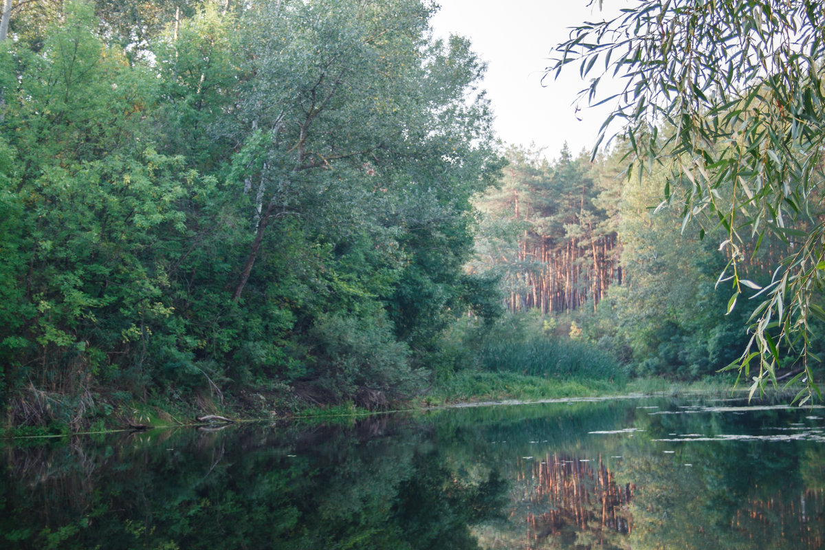 природа в Царичанке, река Ориль - Владимир Боровков