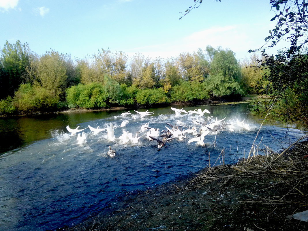 Лебеди и домашние гуси на реке - Татьяна Королёва