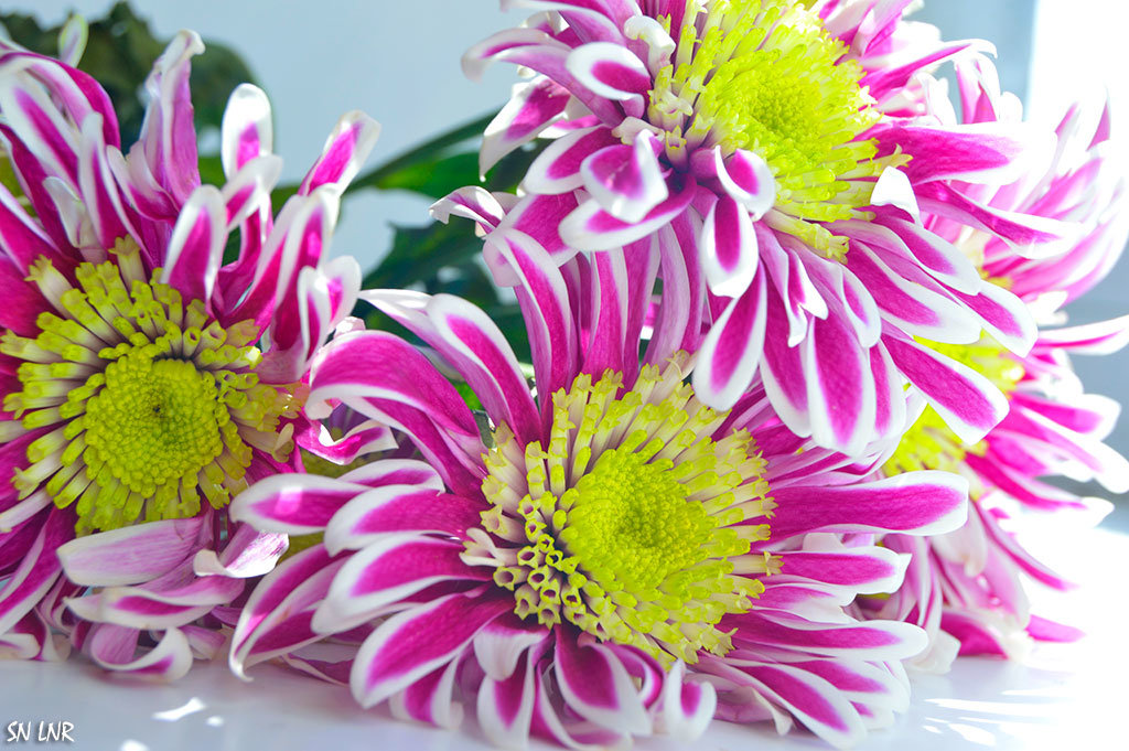 Эстафетацвета. Фиолетовое воскресенье - цветы на 9 лет свадьбы - Наталья (ShadeNataly) Мельник