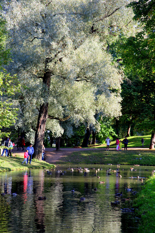 Старинные парки хранят свои тайны - Ирина Фирсова