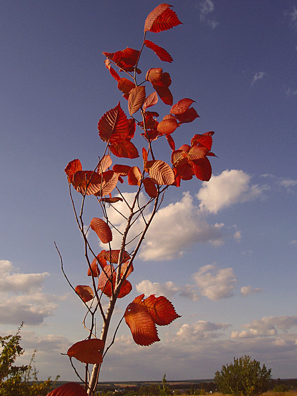 красные листья - георгий петькун