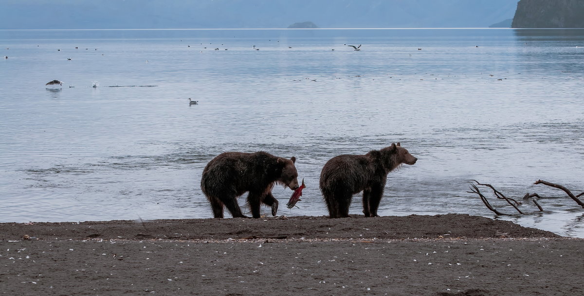 Медвежья рыбалка - Александр Поборчий