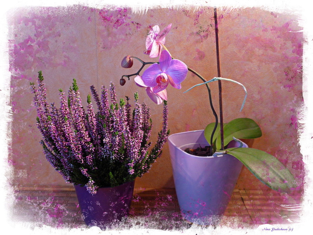 О нежной дружбе орхидеи и вереска - Nina Yudicheva