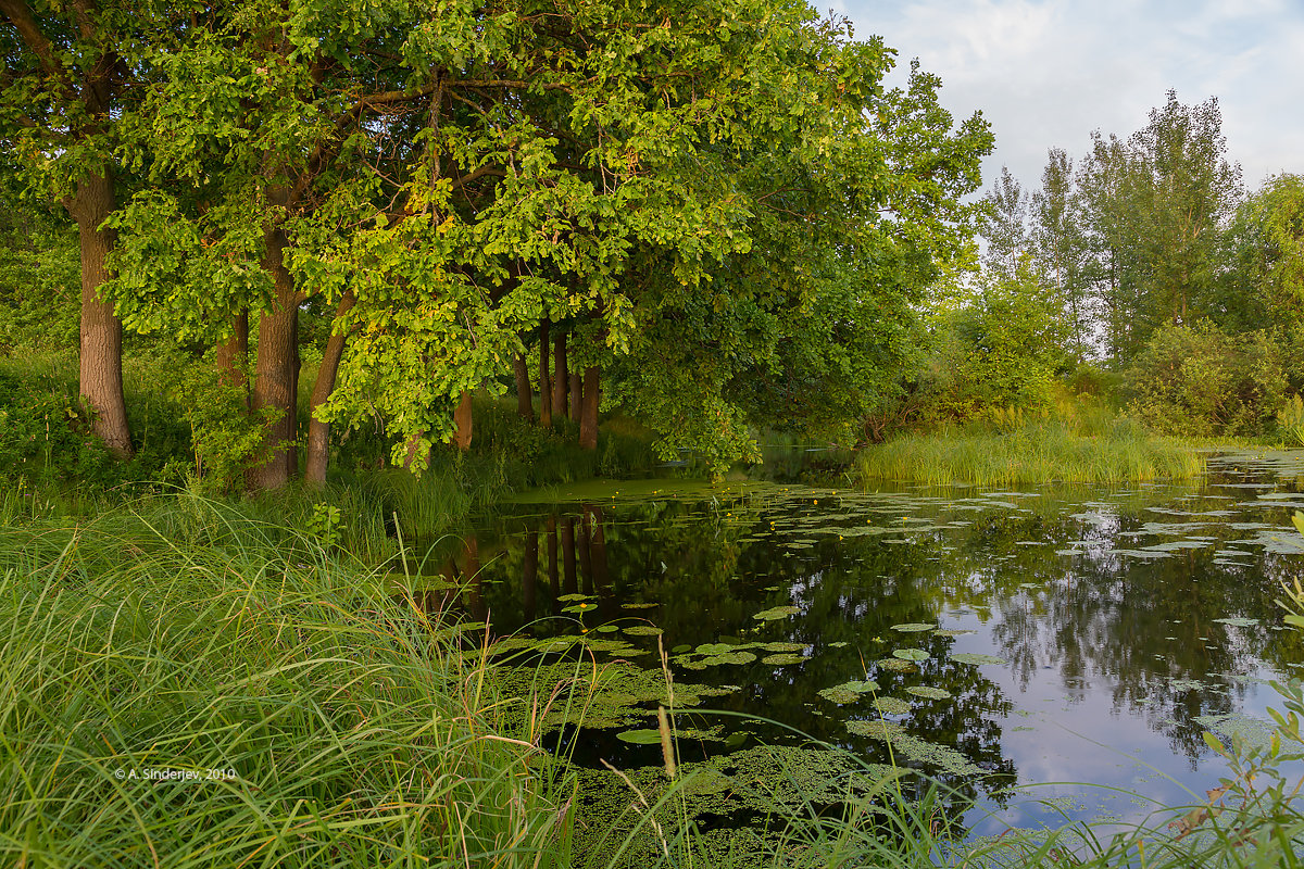 Пейзаж с дубами на берегу озера - Александр Синдерёв