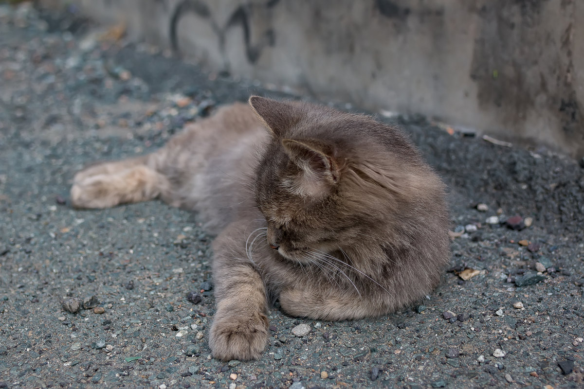 Бездомные кота Артём - Сергей Бойко