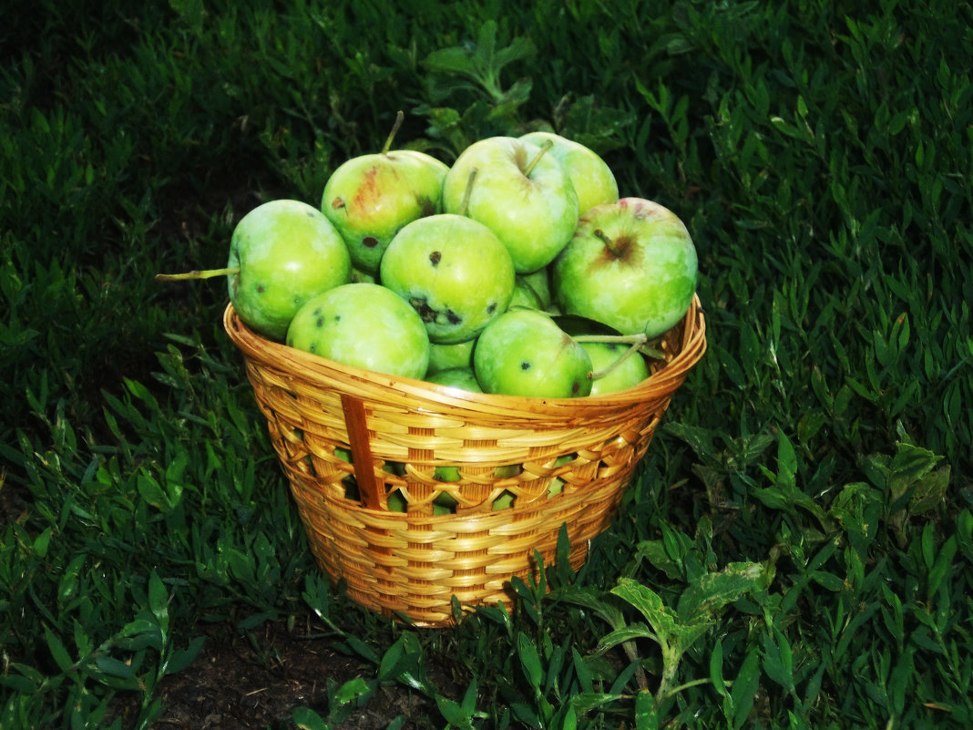 Небольшой урожай яблок - Татьяна Королёва