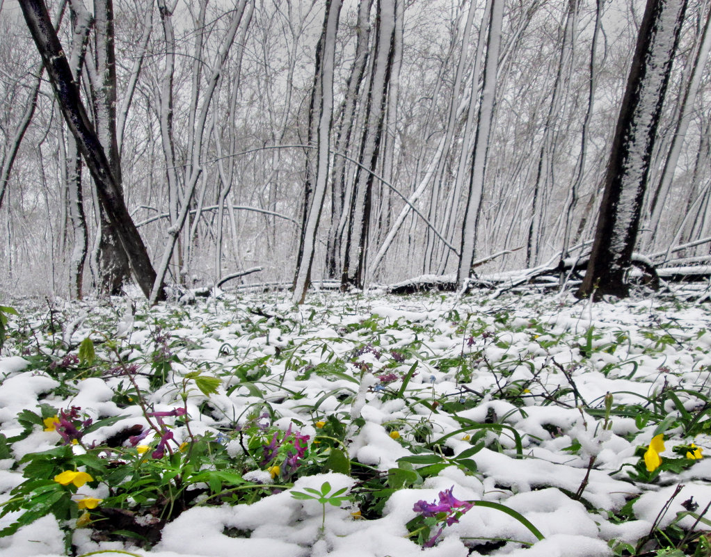 Очень холодная весна - Павел Попов