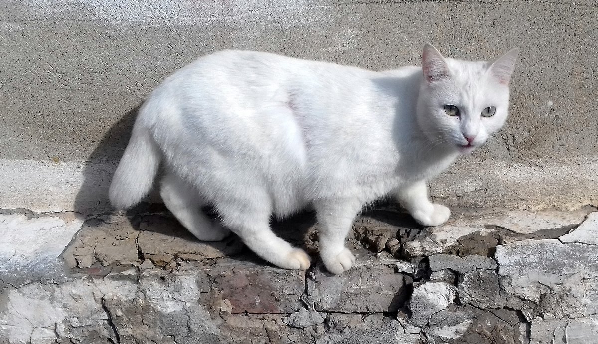 Белый кот с коротким хвостом