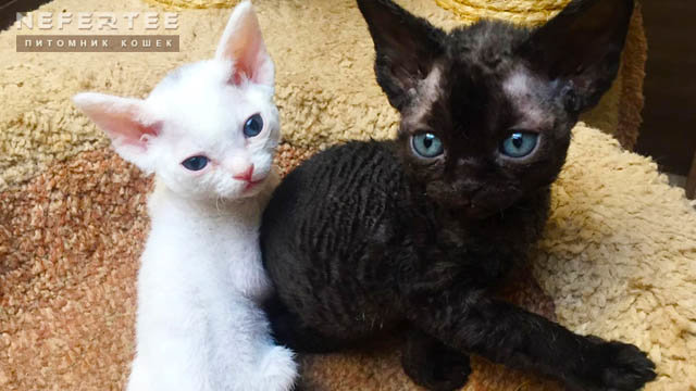 Черные и беленькие котята Девончики - Valentina Ariel