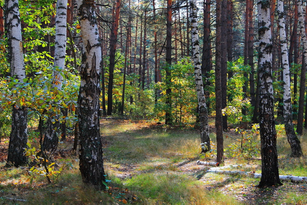 Замедляет бег в берёзах сок... - Лесо-Вед (Баранов)