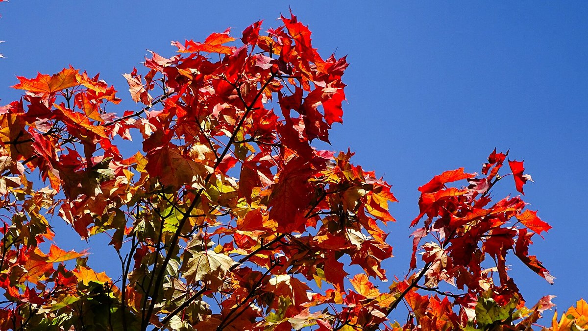 Осенний клён на фоне голубого неба - Милешкин Владимир Алексеевич 