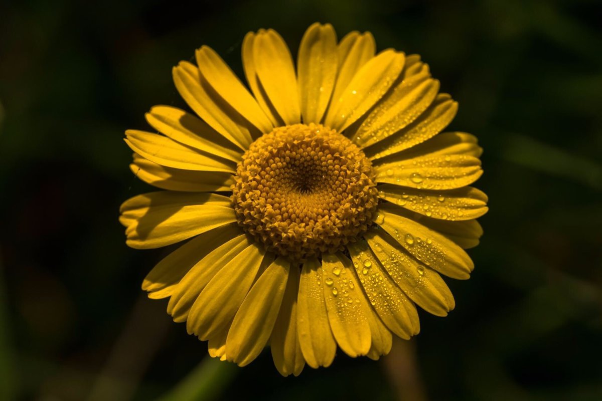 Жёлтый цветок - Светлана Щербакова