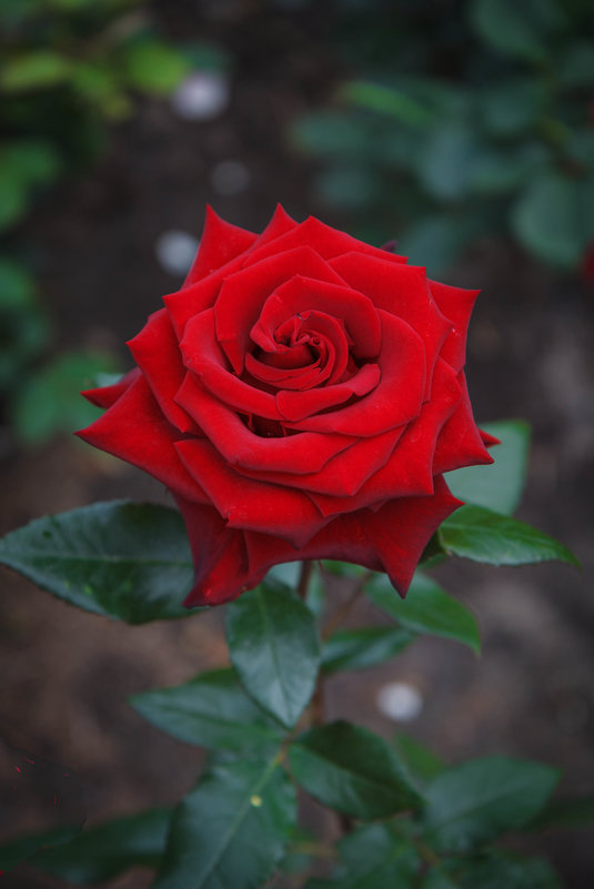 «…Не устаю я любоваться розой красной,Чудесной нежностью атласных лепестков,…» - Андрей Нибылица