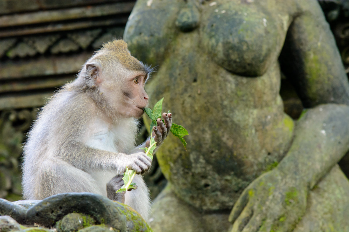 Monkey Forest. Bali - Sanjar Agzamov
