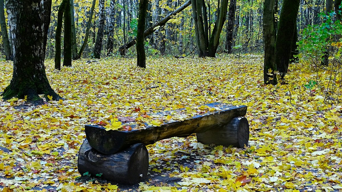 Интерьер осеннего парка - Милешкин Владимир Алексеевич 