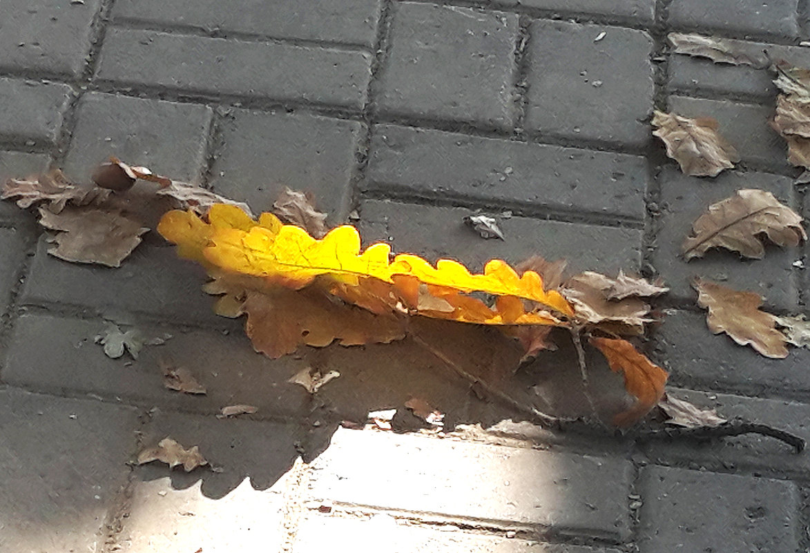 Осень на тротуаре - Светлана 