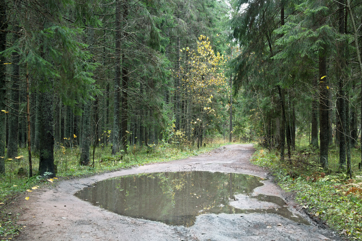 В октябрьском лесу - Aнна Зарубина