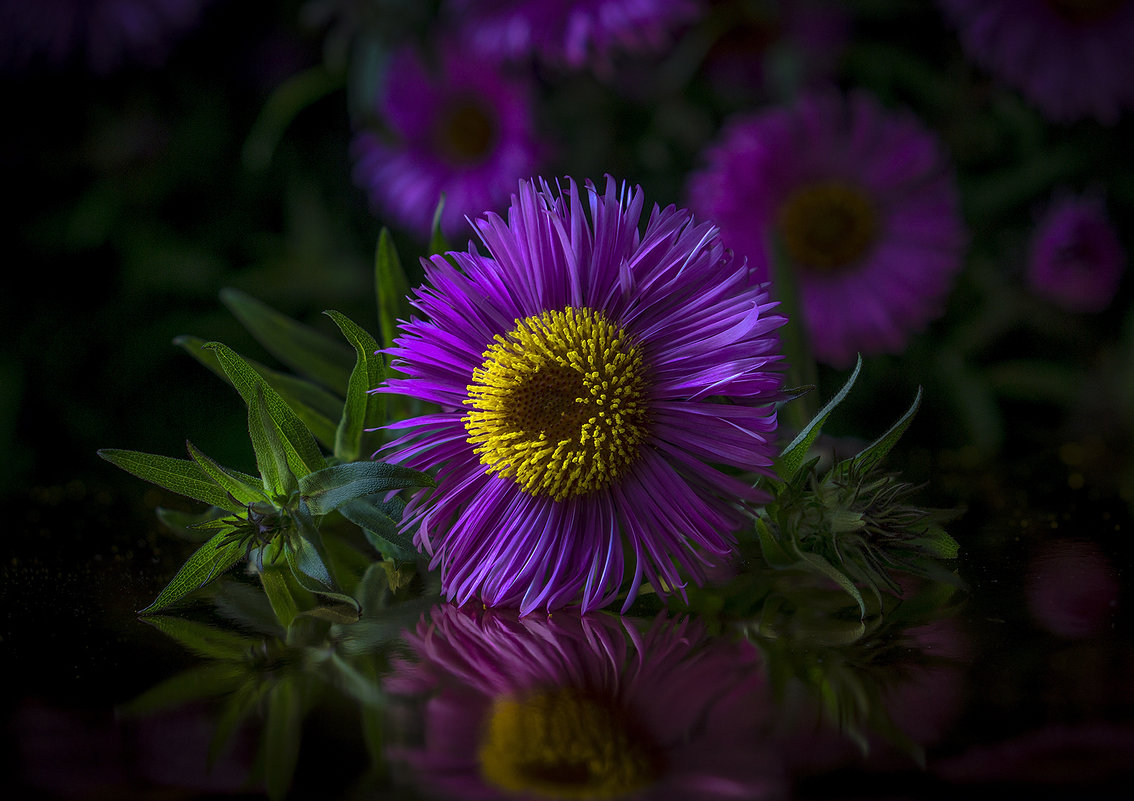 Фиолетовый цветок - Алексей Строганов