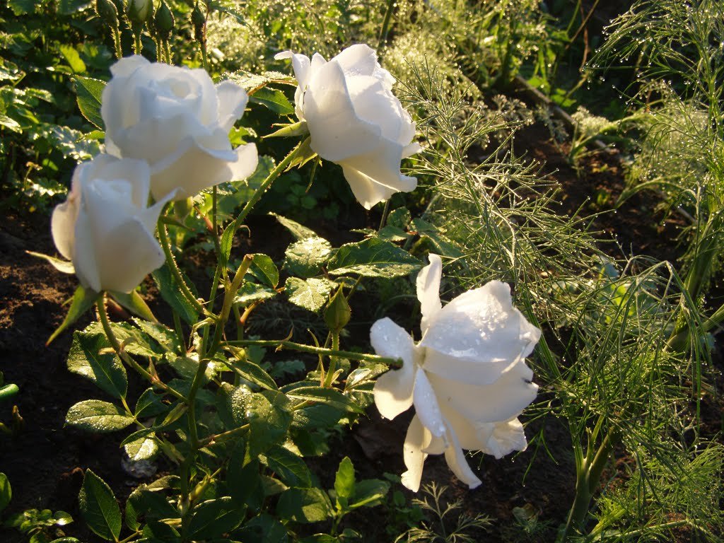 Белая роза - Анна Воробьева