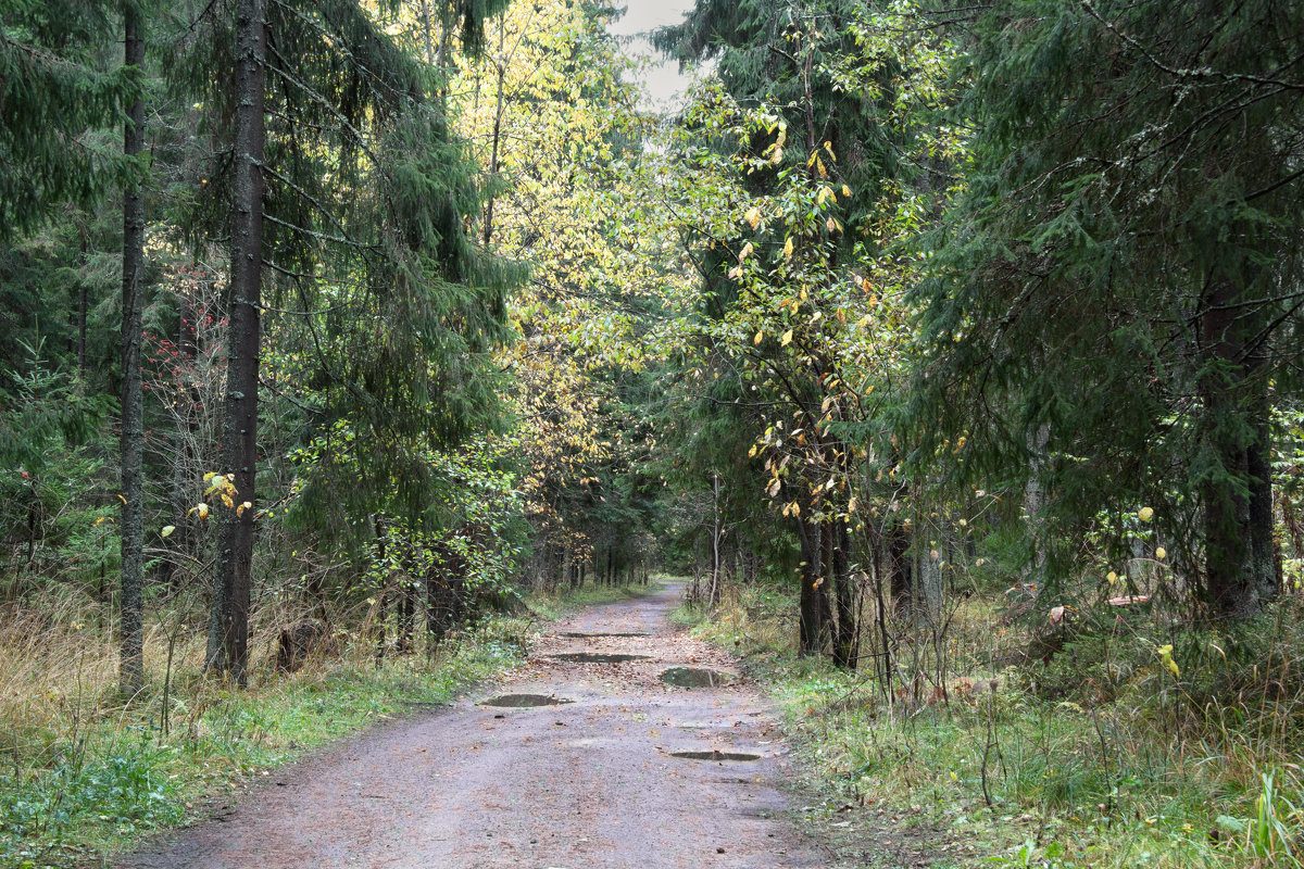 Октябрь в лесу - Aнна Зарубина