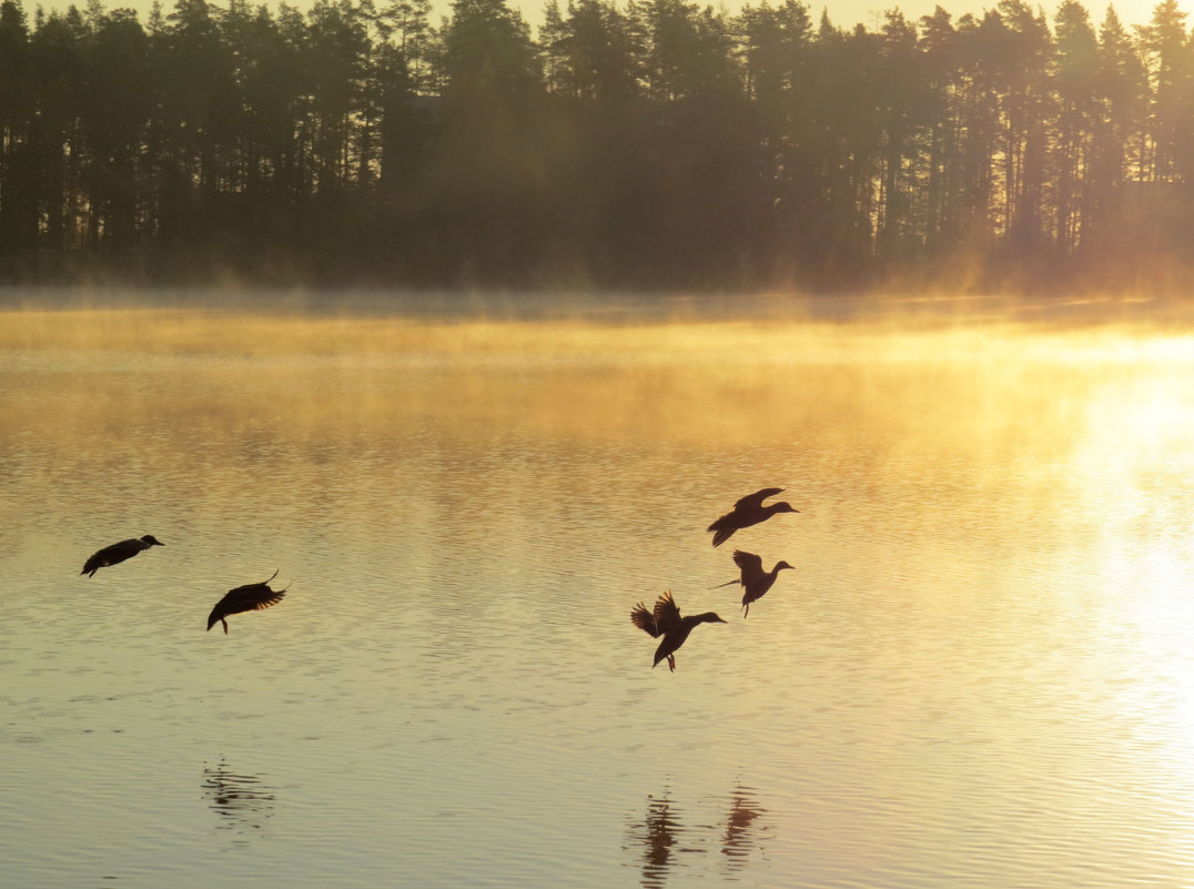 Золотое утро на озере Карась - Ната Волга