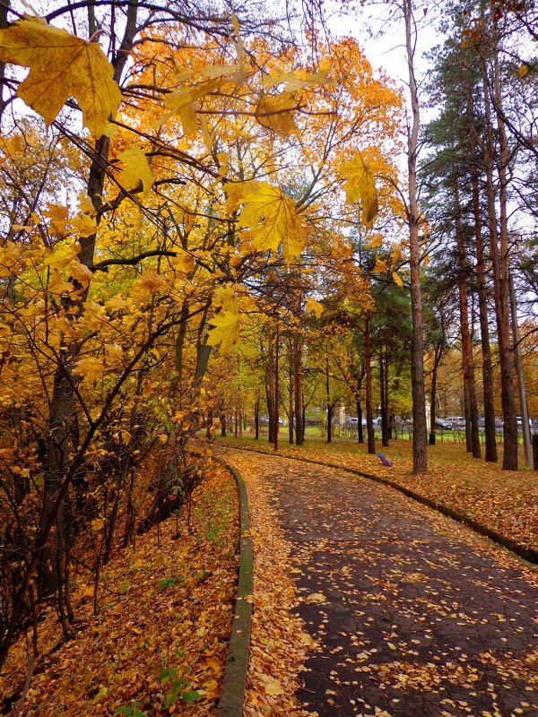 осень в парке - Наталья Сазонова