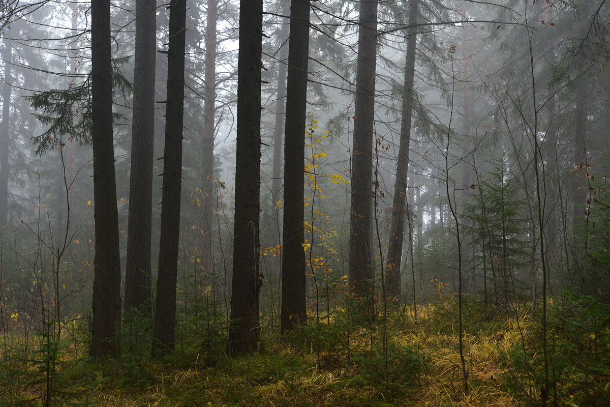 Туман в лесу. - Наталья 