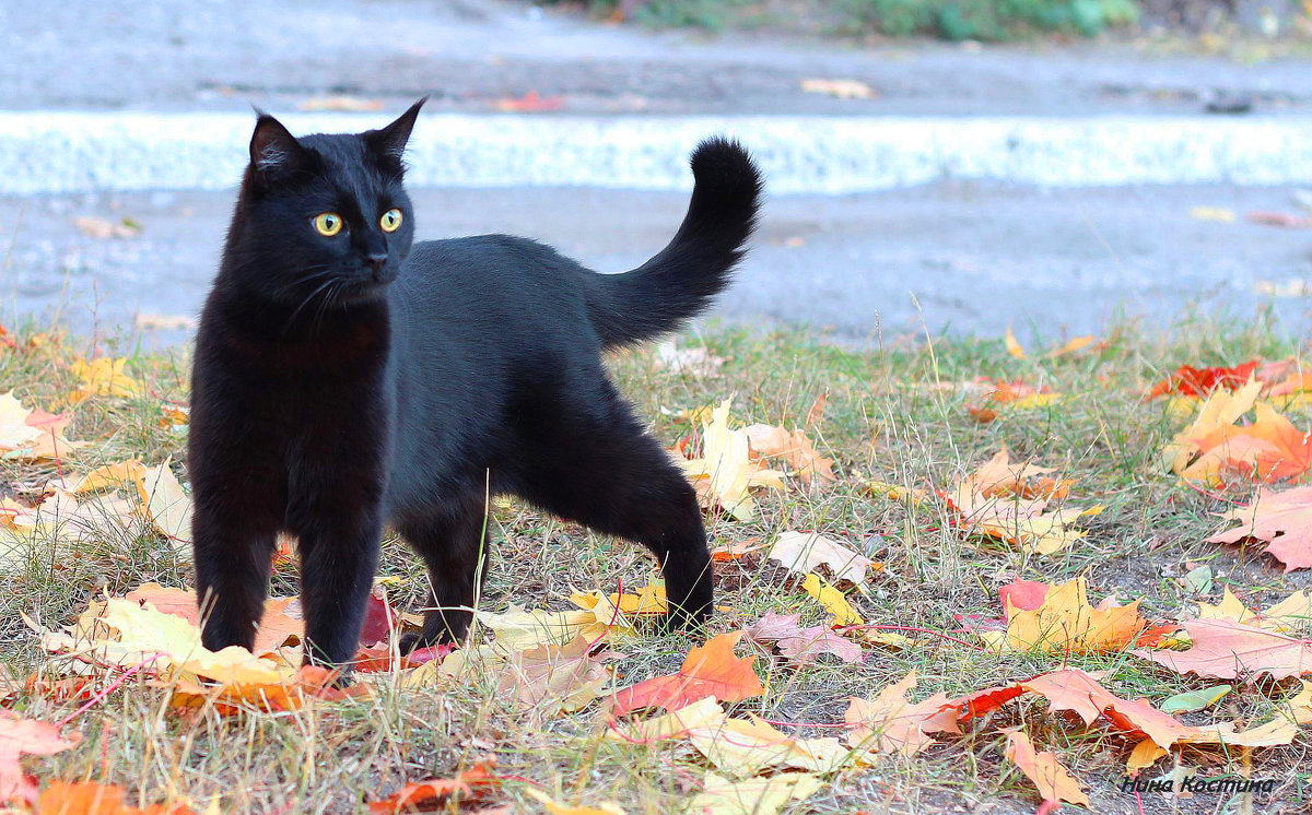Черный кот на прогулке - Нина Костина