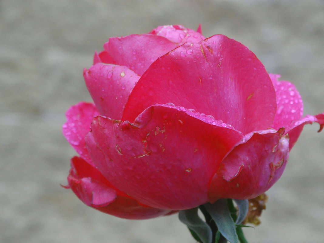 Прекрасны осенние розы... - Тамара (st.tamara)
