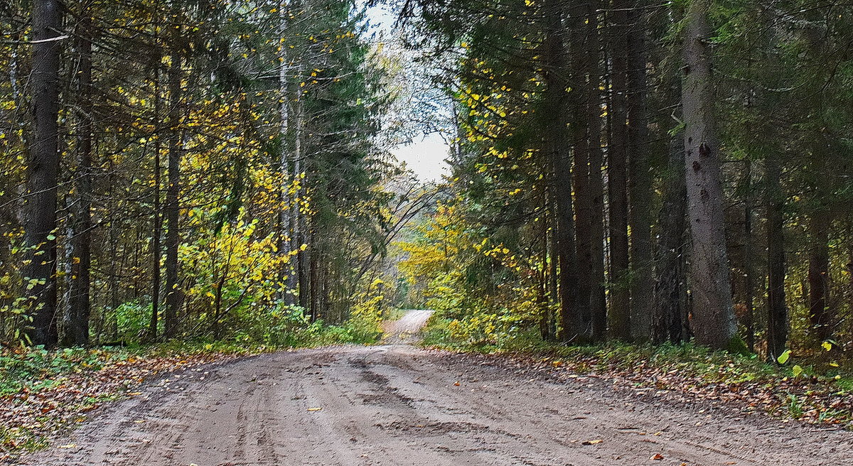 В  осеннем  лесу.... - Валера39 Василевский.