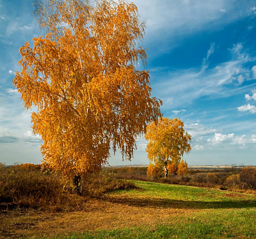 На лугу - Любовь Потеряхина