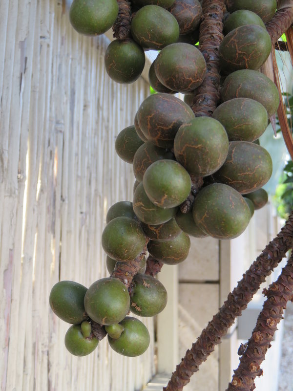 Плоды веерной пальмы - Герович Лилия 