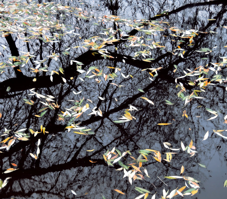 Чернильная вода и осенние листья. - Денис Масленников