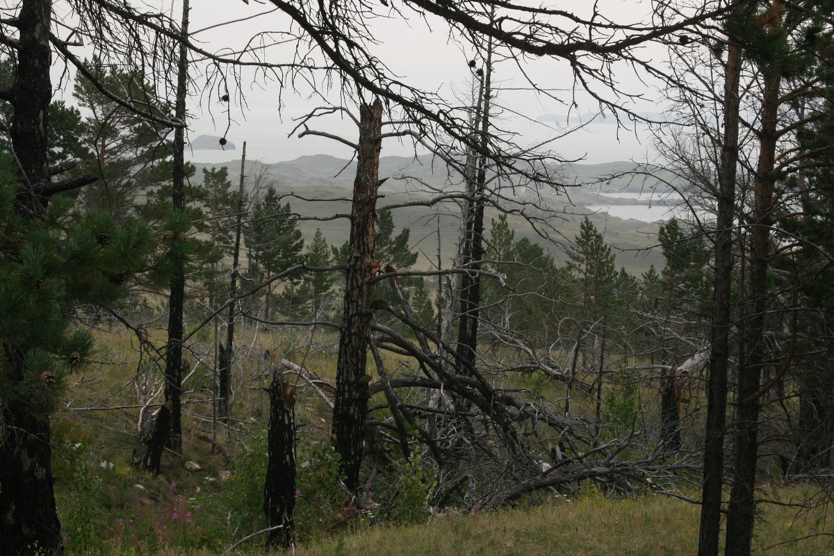 Последствие лесного пожара - Дмитрий Солоненко