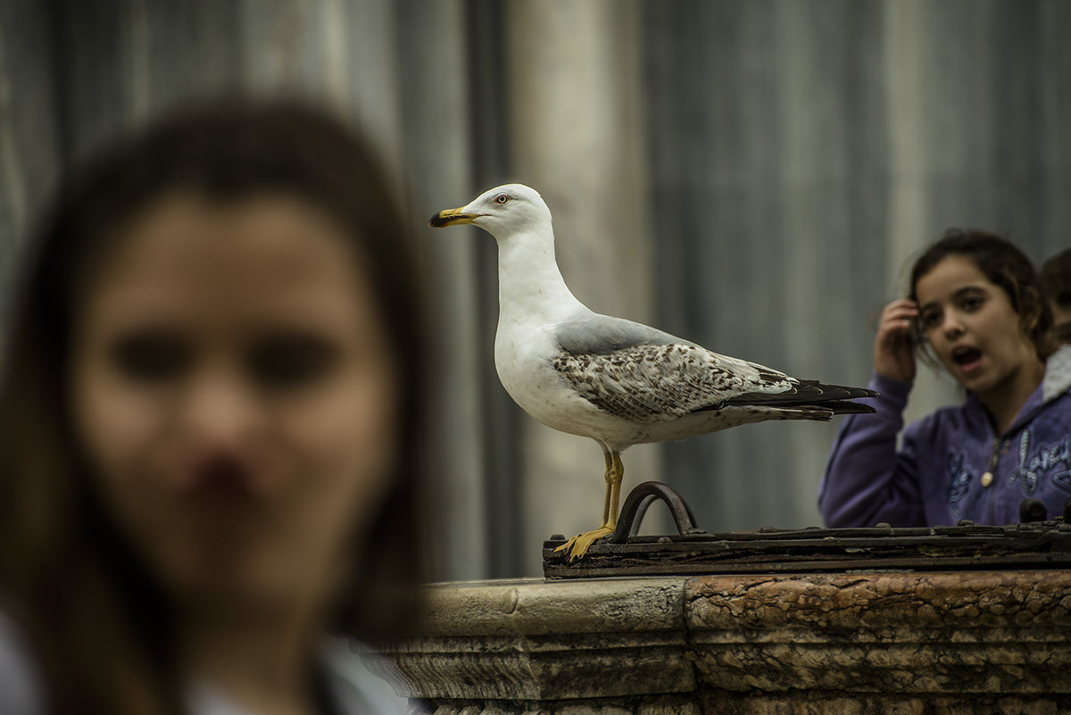 Venezia. Piazza S.Marco. - Игорь Олегович Кравченко