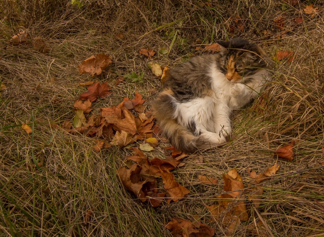 Осенняя кошка - Александра 