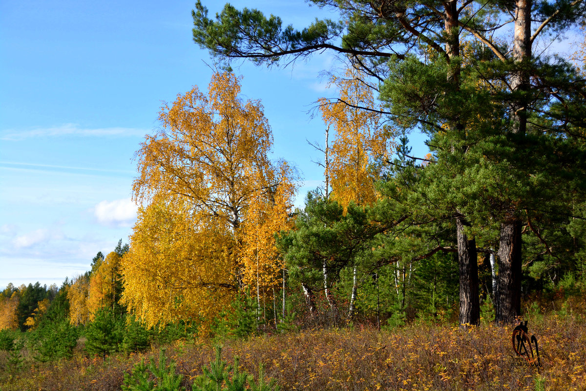 Осенний сибирский пейзаж - Сергей Шаврин