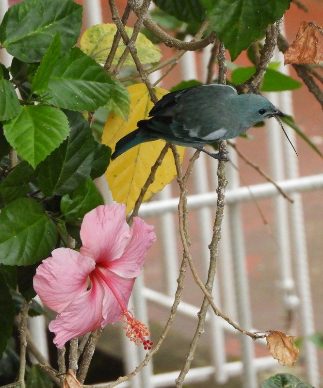 Blue-grey Tanager - чудинова ольга 